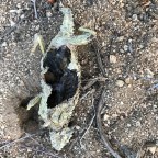 How are you going to get to the start  of the CDT?